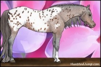 Horse Color:Bay Appaloosa 