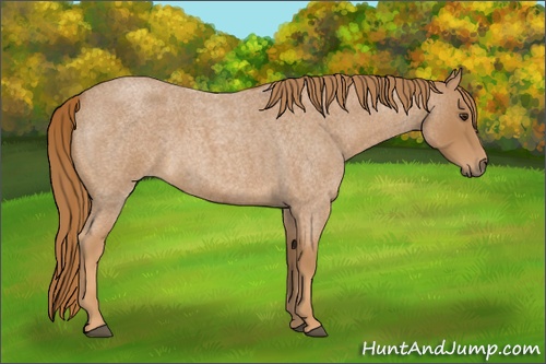 Horse Color: Red Roan 