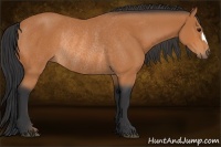 Horse Color:Bay Rabicano 