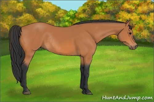 Horse Color: Bay Rabicano 