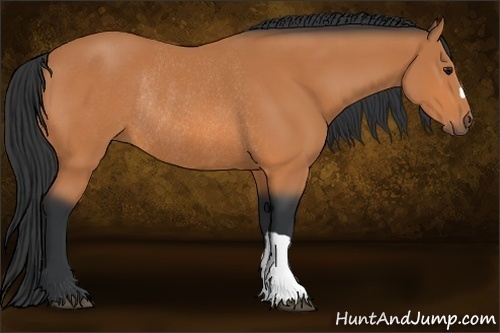 Horse Color:Bay Rabicano 