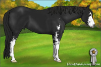 Horse Color:Gray Smoky Black Sabino 
