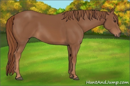 Horse Color: Chestnut 