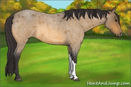 Horse Color: Buckskin Roan 