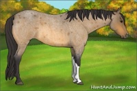 Horse Color:Buckskin Roan 
