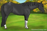 Horse Color:Black Tobiano 