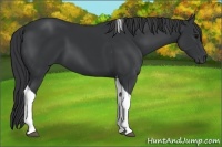 Horse Color:Black Tobiano 