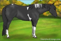 Horse Color:Black Tobiano 