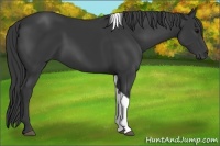 Horse Color:Black Tobiano 