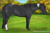 Horse Color:Black Tobiano 