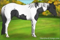 Horse Color:Black Tobiano 