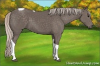 Horse Color:Silver Black Tobiano 
