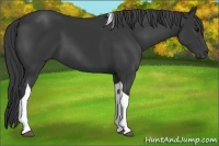 Horse Color:Black Tobiano 