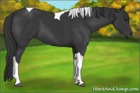 Horse Color:Black Tobiano 