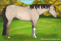 Horse Color:Amber Champagne Dun 