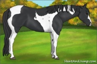 Horse Color:Black Tobiano 