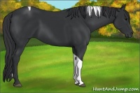 Horse Color:Black Tobiano 