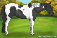 Horse Color:Black Tobiano 