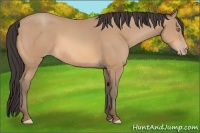 Horse Color:Amber Champagne Rabicano 