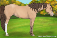 Horse Color:Amber Champagne 