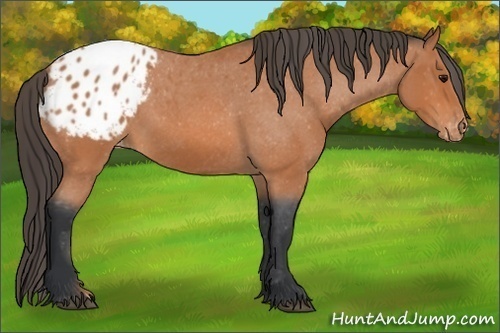 Horse Color: Bay Roan Blanket 