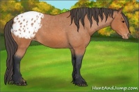 Horse Color:Bay Roan Appaloosa 