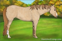 Horse Color:Red Dun  Brindle