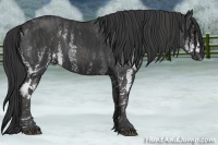 Horse Color:White Spotted Black  Brindle