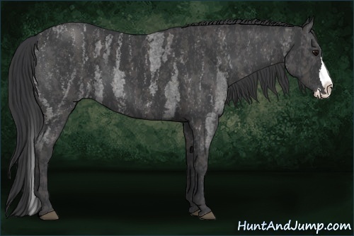 Horse Color: Blue Roan Splash  Brindle