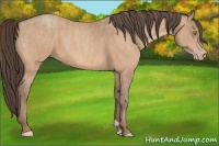 Horse Color:Amber Champagne  Brindle