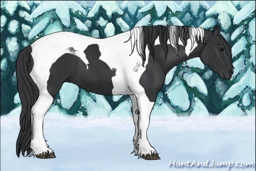 Horse Color: Black Tobiano 