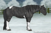 Horse Color:Black Tobiano  Brindle