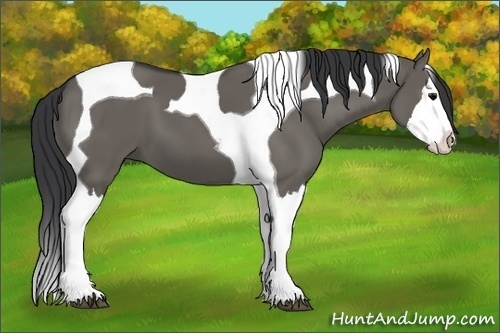 Horse Color: Grullo Splash Tobiano 