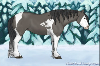 Horse Color:Grullo Splash Tobiano 