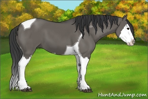 Horse Color: Grullo Splash Tobiano 