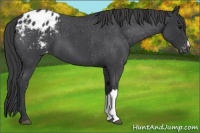 Horse Color:Blue Roan Appaloosa 