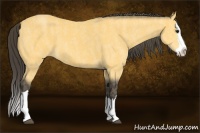Horse Color:Buckskin Splash  Brindle