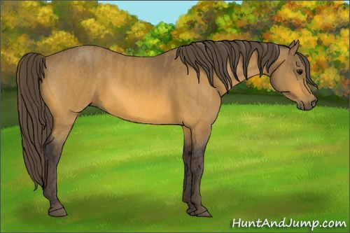 Horse Color: Buckskin  Brindle