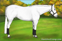 Horse Color:Gray Chestnut Appaloosa Brindle