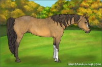 Horse Color:Buckskin  Brindle