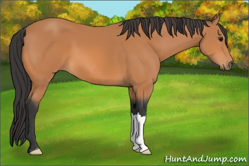 Horse Color: Unknown 