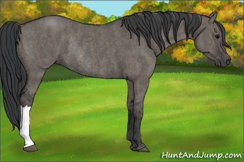 Horse Color: Grullo Rabicano  Brindle
