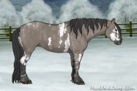 Horse Color:Grullo Splash Tobiano  Brindle