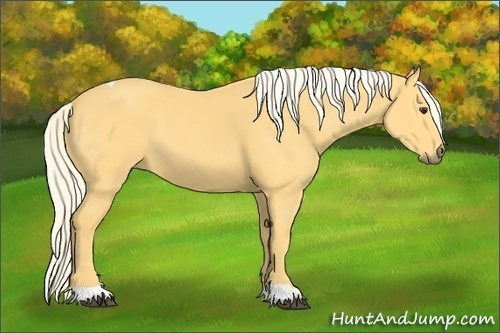 Horse Color: Unknown 