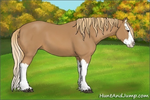 Horse Color: Chestnut Splash 
