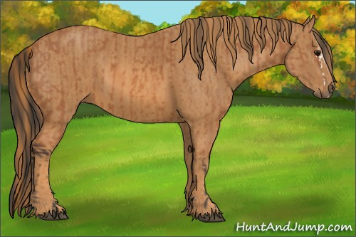 Horse Color: Bay Splash  Brindle