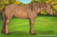 Horse Color:Bay Splash  Brindle