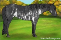 Horse Color:White Spotted Black  Brindle