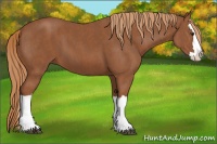 Horse Color:Chestnut Splash  Brindle