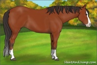 Horse Color:Brown Splash